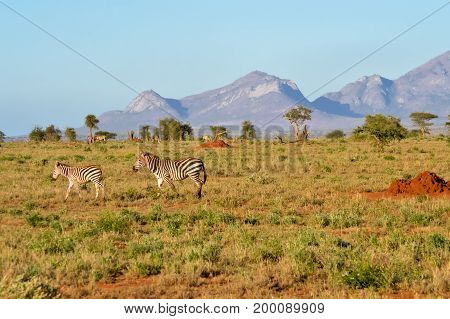 Zebra and her cub in West Tsavo Park in Kenya