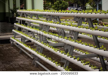 vertical garden with pipe pvc photo taken in jogja yogyakarta indonesia java