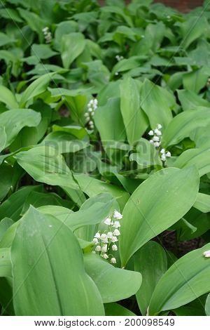 Convallaria Majalis In Full Bloom In Spring