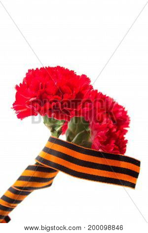 Three Red Cloves Tied With Saint George Ribbon On White