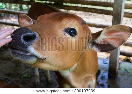Young calf face, open corral at ranch