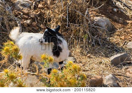 View on a little Mountain Goat in the Wilderness. Close-up of a young Mountain Goat on a sunny Day. Animal Background