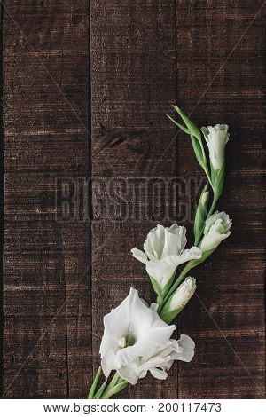 Beautiful Minimal White Gladiolus On Rustic Wooden Background Top View. Stylish Gladioli On Rustic B
