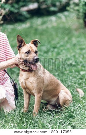 Friendly Owner Petting Dog Outdoors While On A Walk In The Park, Hapyp Dog Playing With Human , Anim
