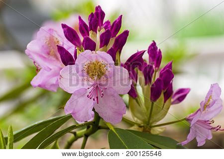 Beautiful blooming rhododendron of the Lita species.