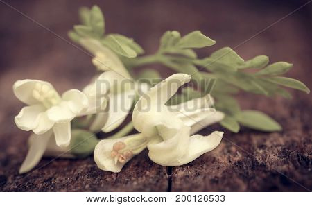 Edible moringa flowers with green leaves in timber surface