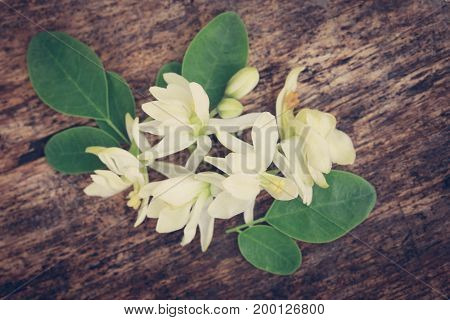 Medicinal moringa flower with green leaves in timber surface