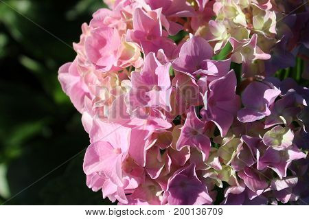 Pink hydrangea in the early morning sun