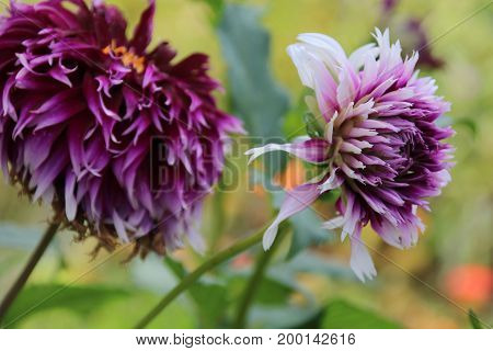 White and purple dahlia in the summer garden