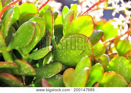 Morning dew. Drops of water in a crassula ovata with a bright reddish edge