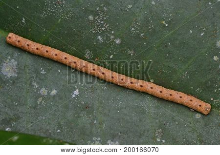 image of leaf footed bug eggs on green leaf