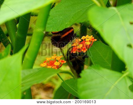An exotic butterfly, of striking colors stands on a flower called latana camera