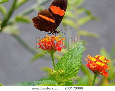 An exotic butterfly, of striking colors stands on a flower called latana camera