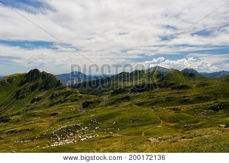 Sheep grazing on a mountain pasture in appennini in the north of tuscany