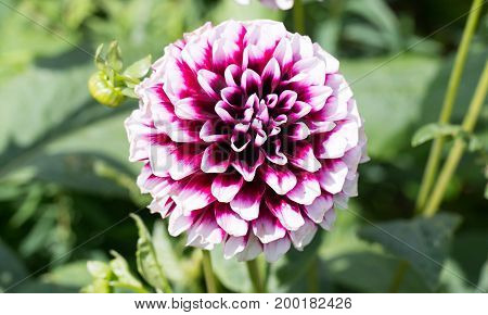 Globe shaped purple  and white tinted Dahlia Flower in Full Bloom