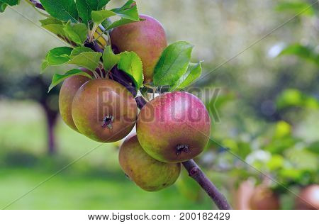 Apple Orchard with ripe apples nearly reading for harvesting hanging on a branch