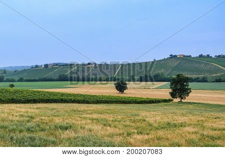 Rural landscape at summertime along the road from Ganaghello to Vicobarone (Piacenza Emilia Romagna Italy) in the Tidone valley. Vineyards