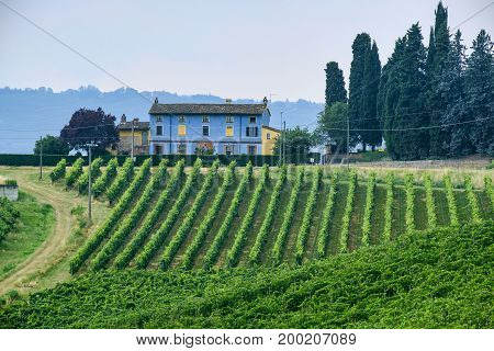 Rural landscape at summertime along the road from Ganaghello to Vicobarone (Piacenza Emilia Romagna Italy) in the Tidone valley. Vineyards