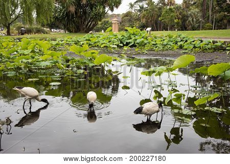 SYDNEY,NSW,AUSTRALIA-NOVEMBER 16,2016: Group of Ibis wading in lotus pond at the Royal Botanic Gardens with tourists in Sydney, Australia.