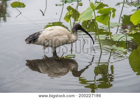 Australian White Ibis wading in pond with lotus leaves and mirror image reflection in Sydney, Australia.