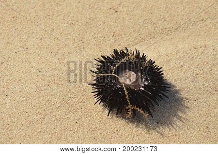 Spiney sea urchin on the sand beach of Aruba.