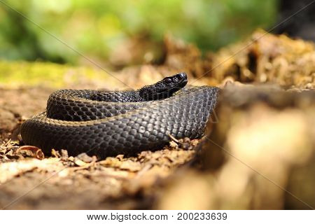 black snake on forest ground Vipera berus nikolskii melanistic specimen