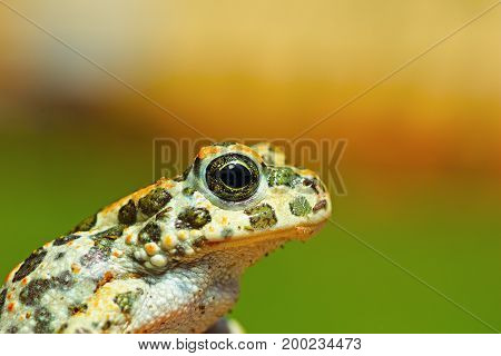 portrait of cute young green toad ( Bufotes viridis )