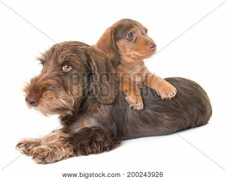 puppies Wire-haired Dachshund in front of white background
