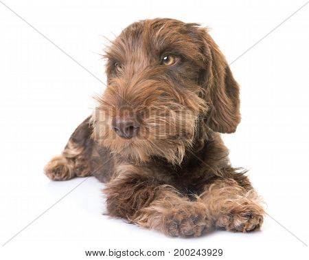puppy Wire-haired Dachshund in front of white background