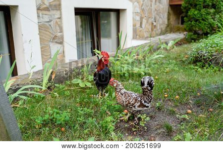 Decorative rooster and chicken on the grass outdoors. Cock and hen in traditional free range poultry organic farm free space