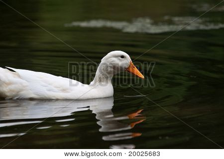 Pekin Duck