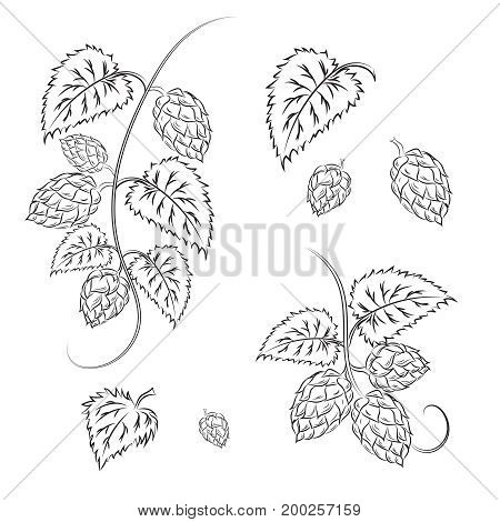 Set: branches of hops with cones and leaves isolated on white background. Brewing. Ingredient.