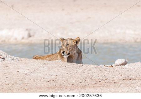 An African Lioness Panthera leo lying at a waterhole in Northern Namibia