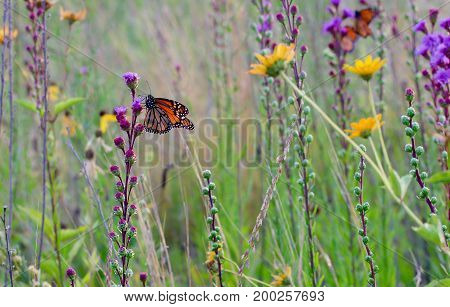 A flock of monarch butteflies in a flowery meadow