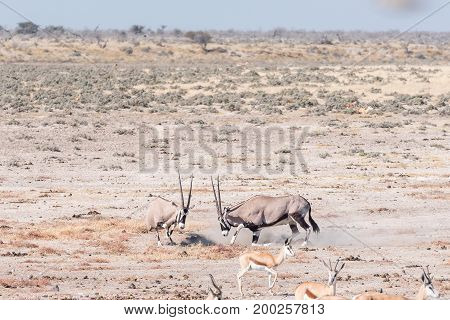 Two oryx (also called gemsbok) Oryx gazella fighting in Northern Namibia