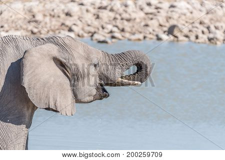 Close-up of an elephant Loxodonta africana drinking water at a waterhole in Northern Namibia