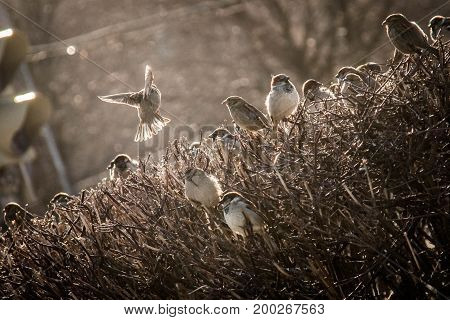 Sparrows fly from the bush in the spring city