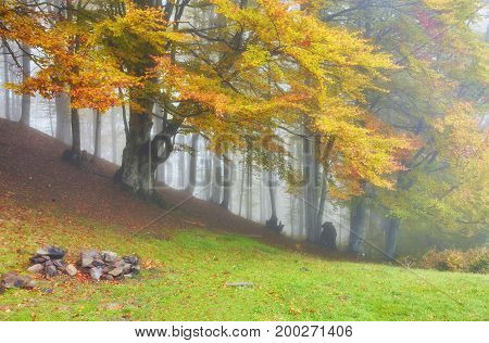 Forest Trail In The Mountains On Autumn Day.