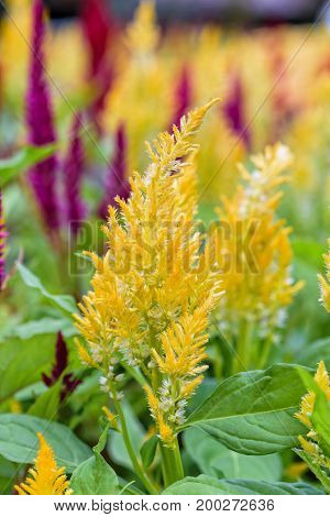 Beautiful yellow flower of Celosia Argentea Cockscomb or Wool flower in the garden