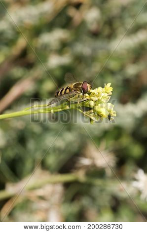 American Hover Fly Metasyrphus Americanus (aka Flower Fly)
