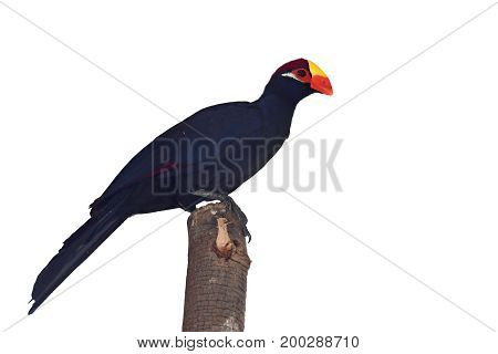 Violet Turaco Bird