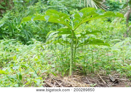 Konjac tree in the rain forest, Thailand