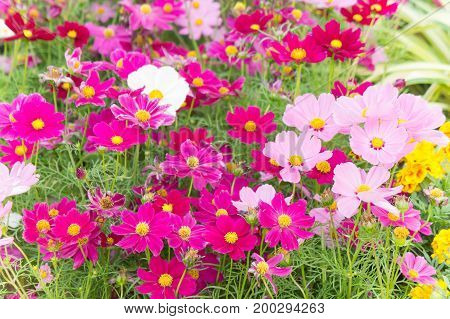 floral flowers in the garden pink flowrs nature background