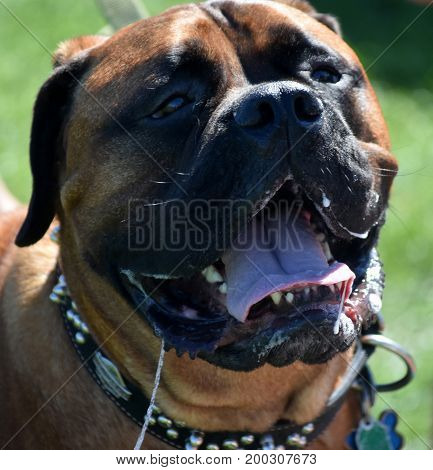 Old English mastiff dog drooling while on leash.