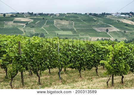 Rural landscape at summertime along the road from Ganaghello to Vicobarone (Piacenza Emilia Romagna Italy) in the Tidone valley. Vineyards