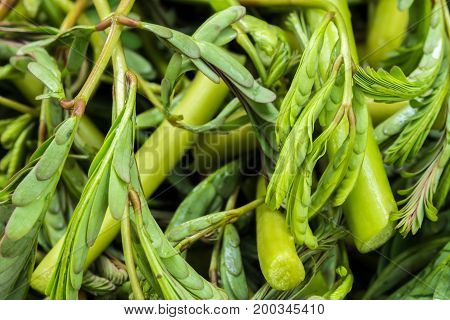 Green leaves vegetable Water minosa prepare for cooking