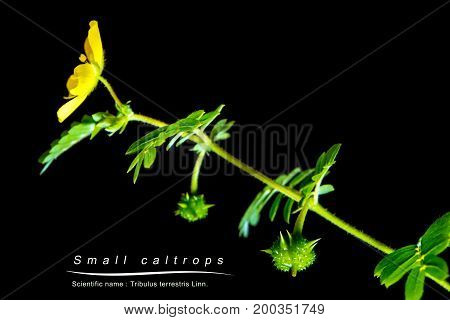 Small Caltrops Weed, Isolated Plant On Black Background