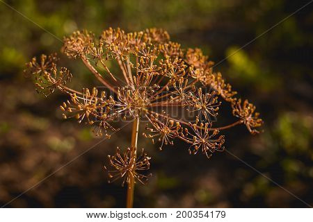 Flowering dill herbs plant in the garden