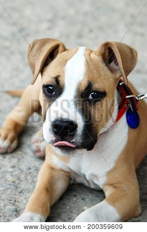 American Staffordshire Terrier Puppy