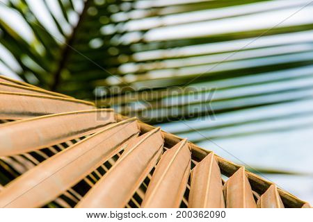 Fresh palm leaf close-up with perspective background